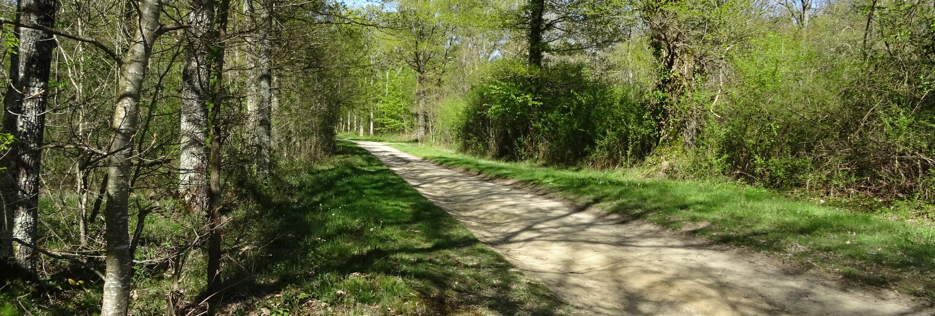 La forêt communale