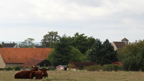 Déplacement des animaux