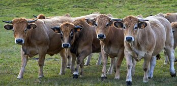 La Ferme de Titi